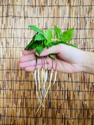 Open image in slideshow, Altgreens Ginseng Sprouts

